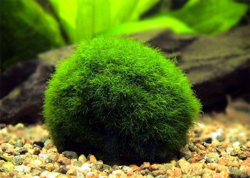 Cladophora aegagropila 1-2cm (Moss Ball)