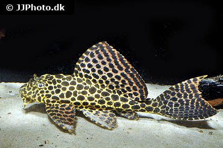 Pterygoplichthys gibbiceps