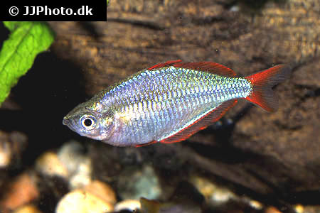 Melanotaenia praecox