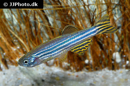 Danio rerio "long fin"