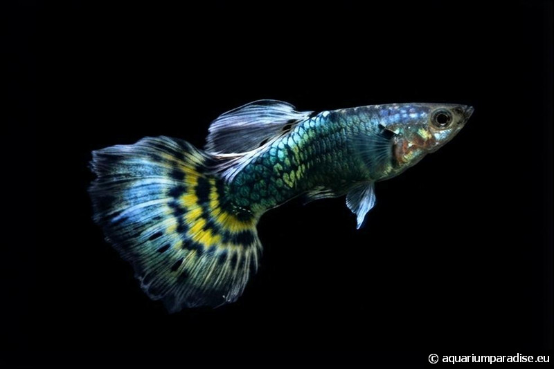 Poecilia reticulata "Cobra Green / Blue"