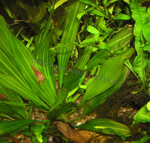 Echinodorus major