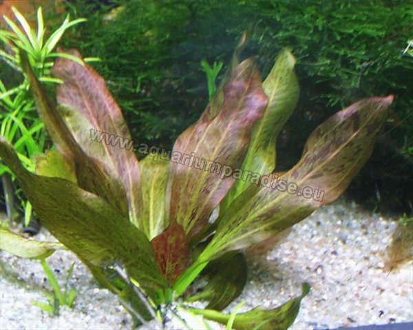 Echinodorus Rose