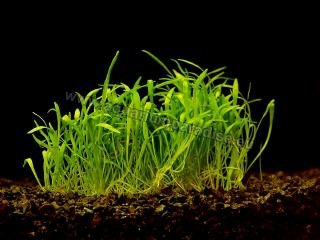 Lilaeopsis novae zelandiae