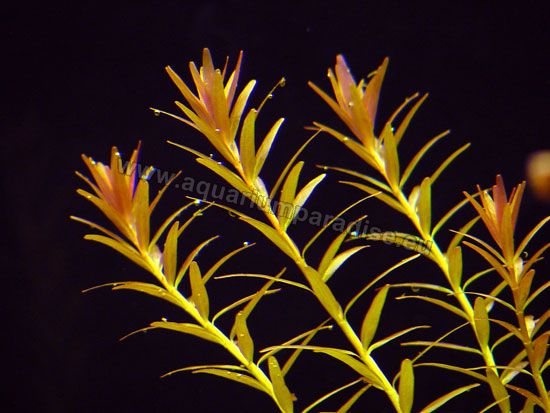 Rotala rotundifolia