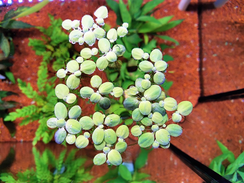 Pistia stratiotes