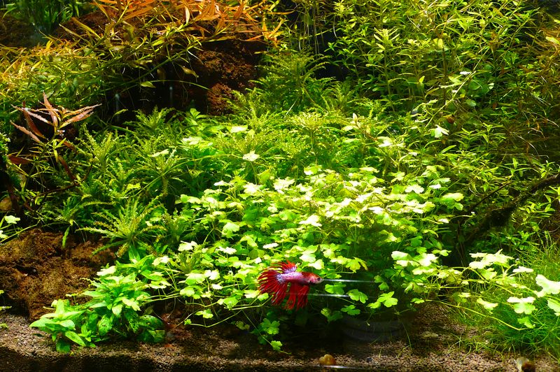 Hydrocotyle japan