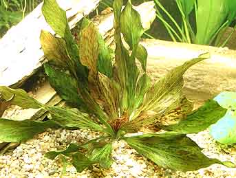 Echinodorus Ozelot Red