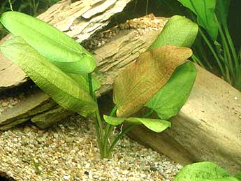 Echinodorus scaber