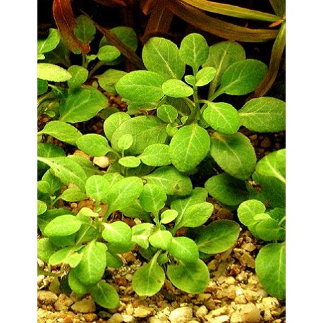 Lobelia cardinalis "small form"