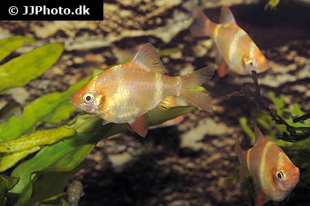 Barbus tetrazona "gold"