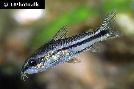 Corydoras pygmaeus