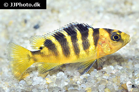 Pseudotropheus crabro