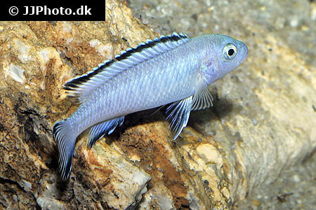 Pseudotropheus socolofi