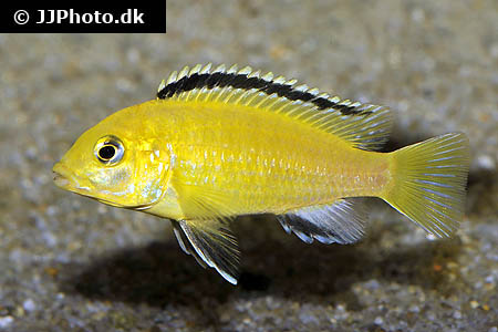 Labidochromis caeruleus yellow