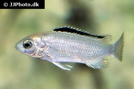 Labidochromis caeruleus white pearl