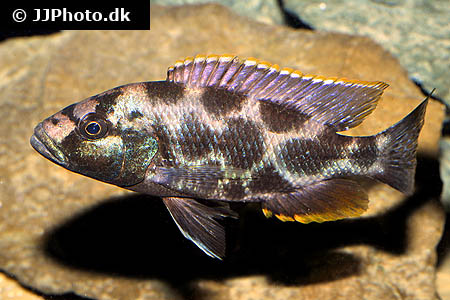 Nimbochromis livingstonii