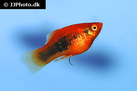 Xiphophorus maculatus "red tuxedo"