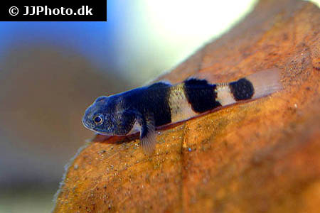 Brachygobius doriae