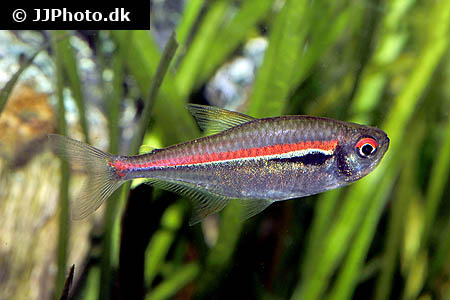 Hyphessobrycon amapaensis