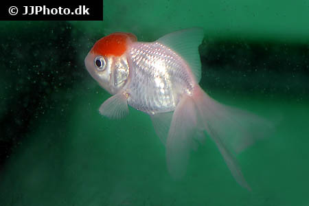 Carassius auratus "red cap"