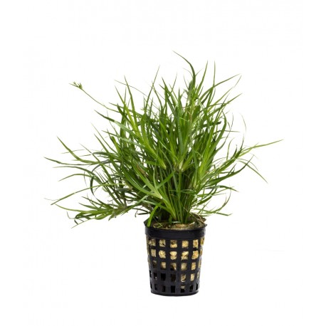 Juncus repens