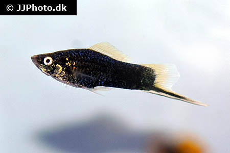 Xiphophorus hellerii "Black"