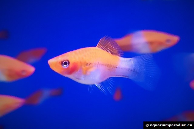 Xiphophorus hellerii "KOI"