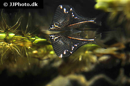 Carnegiella marthae