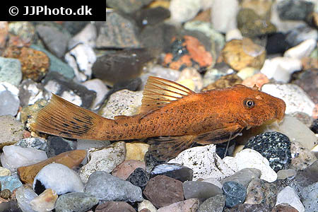 Ancistrus cf cirrhosus "super red"