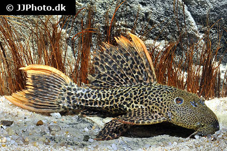 Pseudacanthicus cf leopardus LDA007