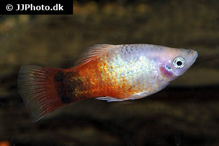 Xiphophorus maculatus "red marlboro"