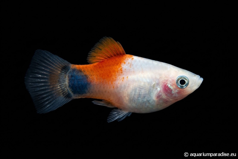 Xiphophorus maculatus "mickey mouse"