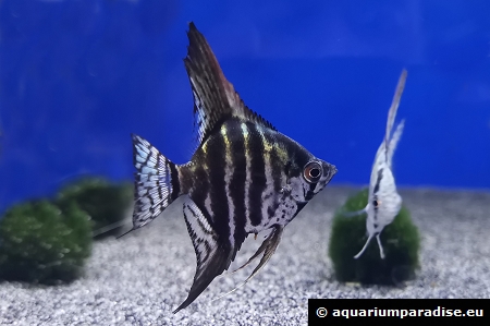 Pterophyllum scalare "Pinoy zebra green"