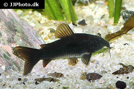 Corydoras aeneus "Black Venezuela"