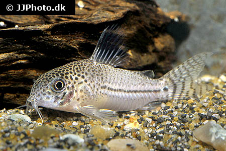 Corydoras julii