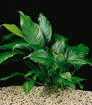 Anubias heterophylla