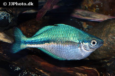 Melanotaenia lacustris