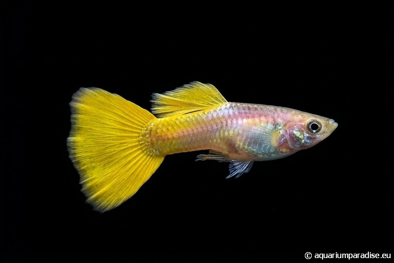 Poecilia reticulata "Yellow"