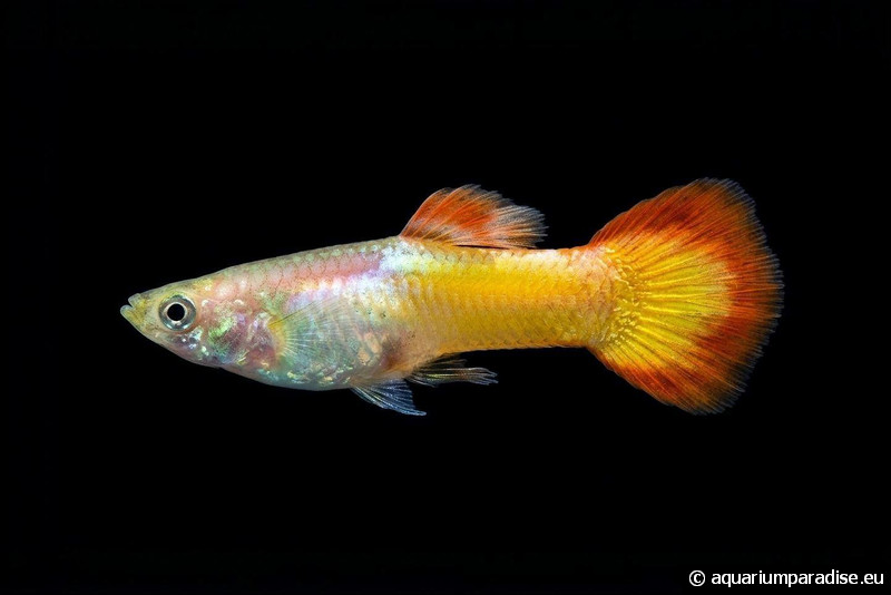 Poecilia reticulata "German Sunset"