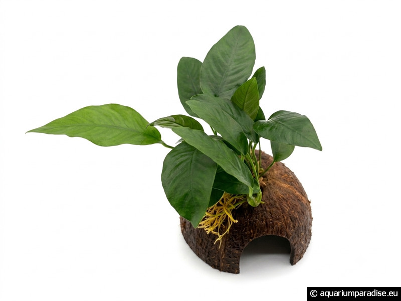 Anubias na kokosovej škrupine