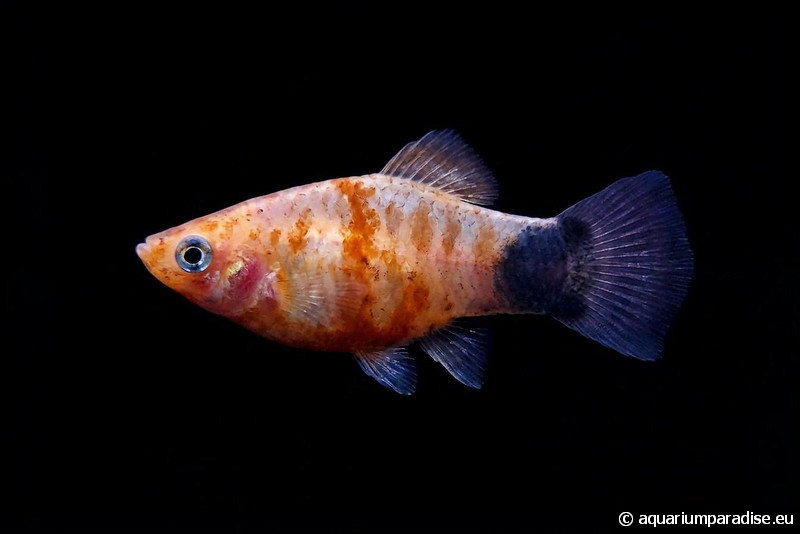 Xiphophorus maculatus "Bleeding Heart"