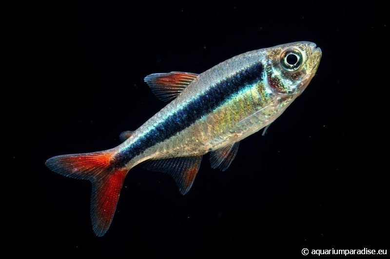 Thayeria sp. "Red Tail"