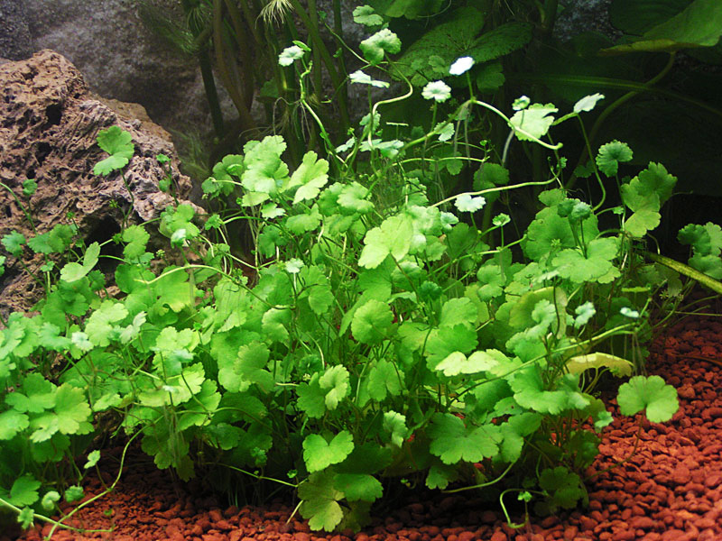 Hydrocotyle dissecta