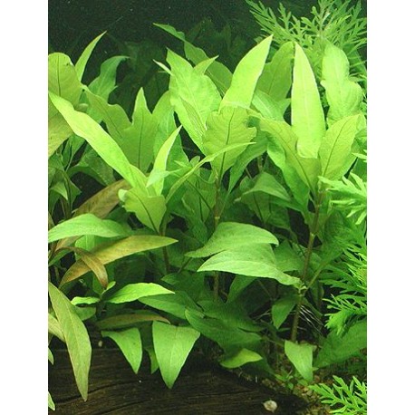 Hygrophila guyanensis