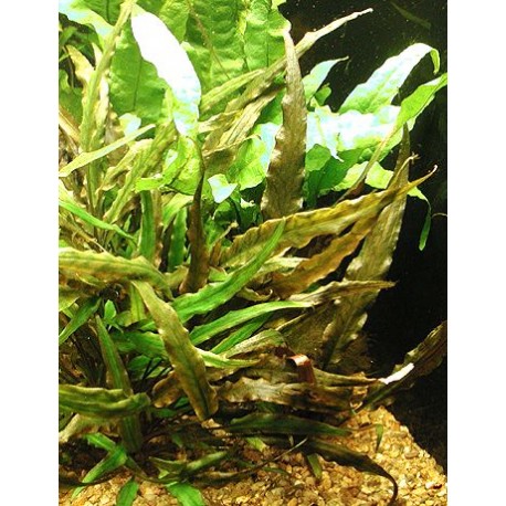 Cryptocoryne becketii