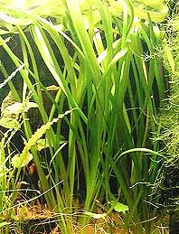 Vallisneria neotropicalis