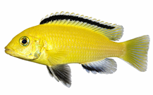 Cichlidy Cichlidy