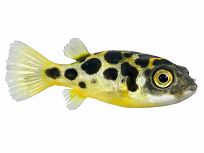 Ostatné ryby Ostatné ryby
