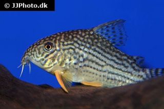 Corydoras sterbai